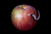 Bad Apple